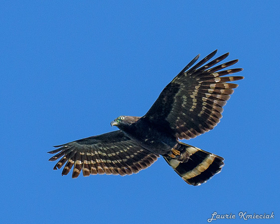 RGV-LAK_5096-2