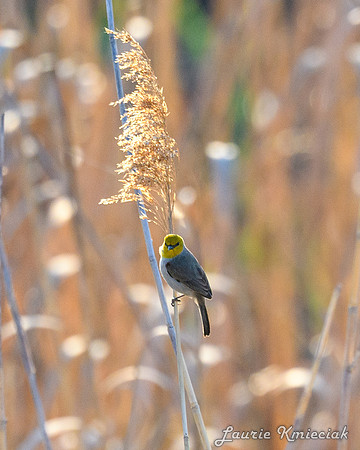 RGV-LAK_4997