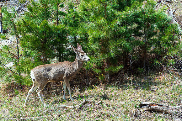 Black-Hills-MAK_8292