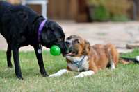Jet my 8 year old Lab & Elton our foster dog!