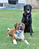Jet my 8 year old Lab & Elton our foster dog!