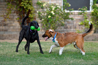 Jet my 8 year old Lab & Elton our foster dog!