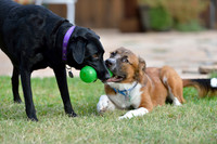 Jet my 8 year old Lab & Elton our foster dog!