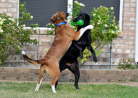 Jet my 8 year old Lab & Elton our foster dog!