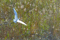 Edenburg Wetlands-MAK_3820