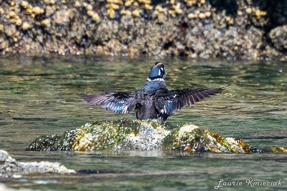Cannon-Beach-LAK_1312