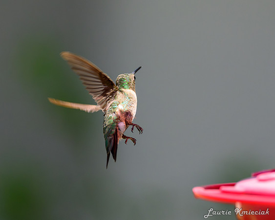 lak-August-DSC_2206