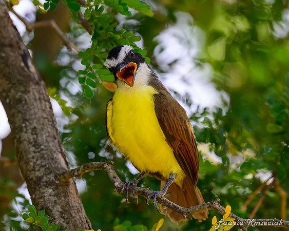lak-August-DSC_2171