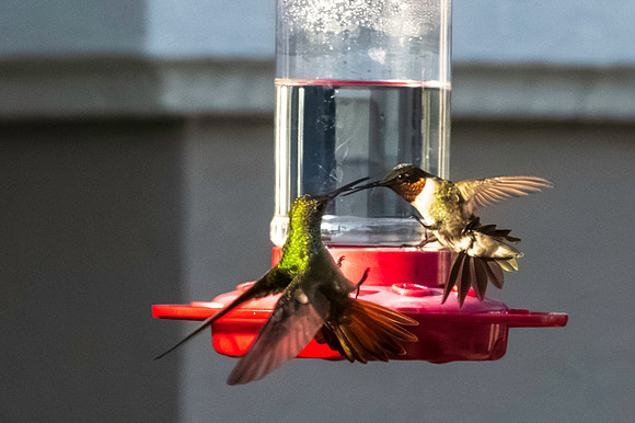 Hummingbird Migration_MAK1887