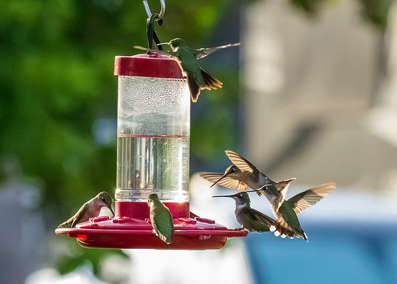 Hummingbird Migration_MAK1704