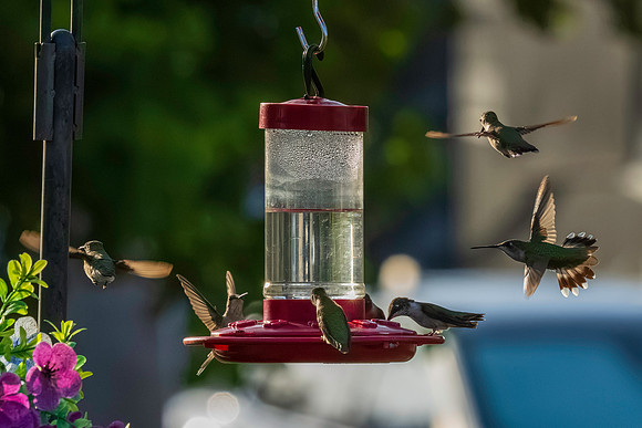 Hummingbird Migration_MAK1691