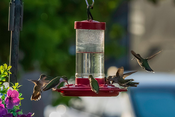 Hummingbird Migration_MAK1688