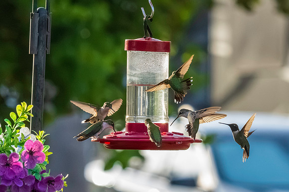 Hummingbird Migration_MAK1664