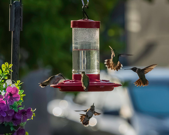 Hummingbird Migration_MAK1642