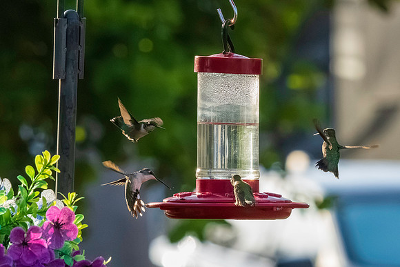 Hummingbird Migration_MAK1608