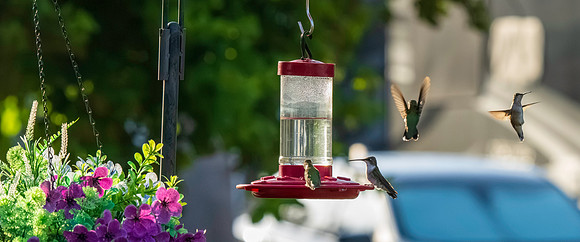 Hummingbird Migration_MAK1618
