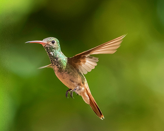 backyard birds_MAK1524