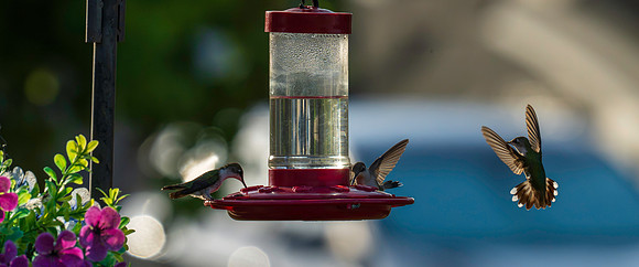 Hummingbird Migration_MAK1556
