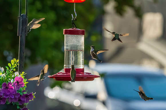 Hummingbird Migration_MAK1633