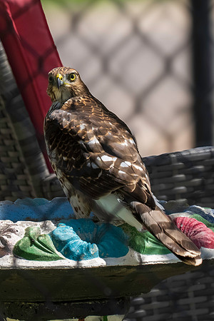backyard birds_MAK1429