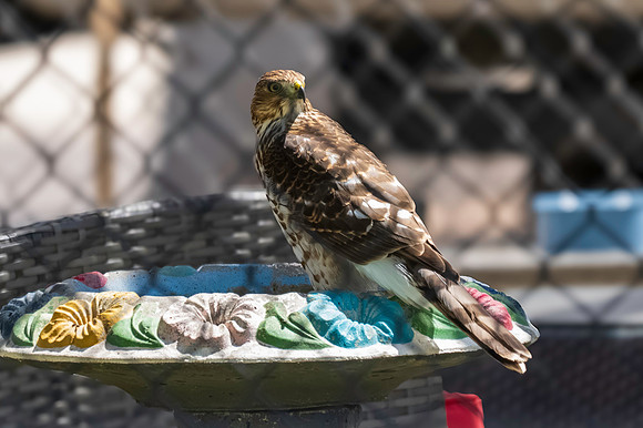backyard birds_MAK1433