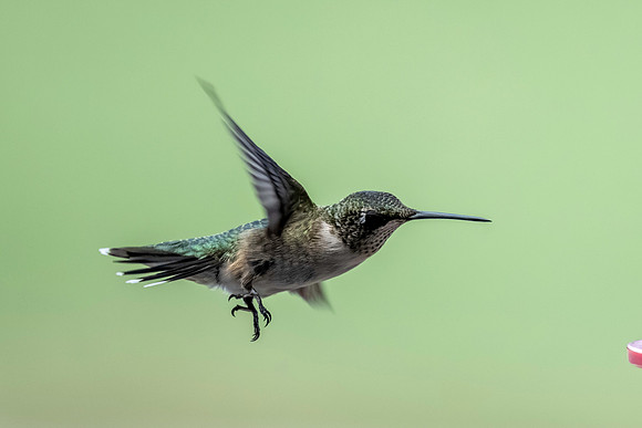 backyard birds_MAK1452