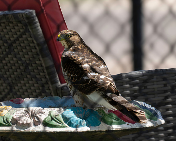 backyard birds_MAK1421