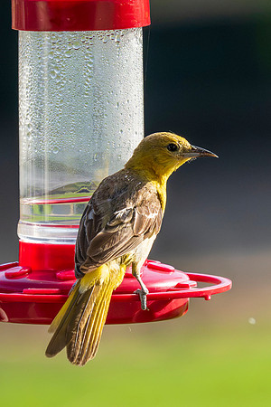 Backyard birds August 2026_MAK1302