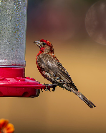Backyard birds August 2026_MAK1275