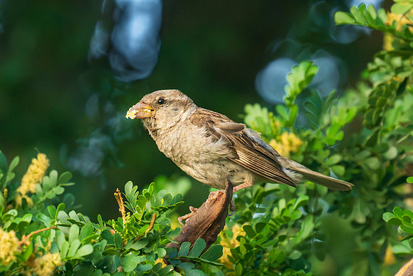 Backyard birds August 2026_MAK1362
