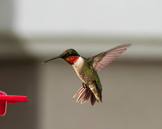 Hummingbird Migration_MAK2204