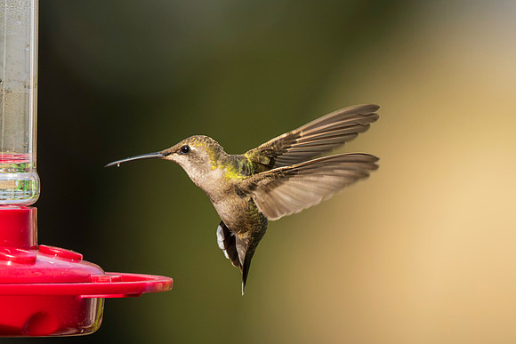 Hummingbird Migration_MAK2361