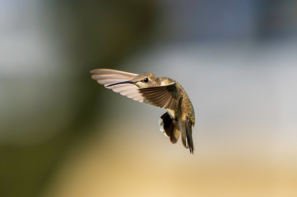 Hummingbird Migration_MAK2337