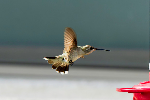 Hummingbird Migration_MAK2156