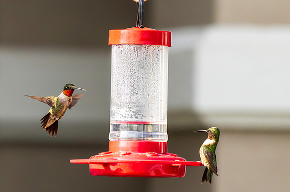 Hummingbird Migration_MAK2252
