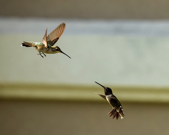 Hummingbird Migration_MAK2279