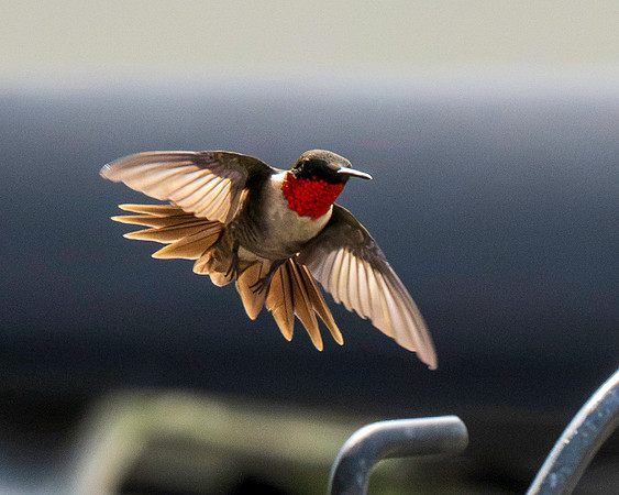 Hummingbird Migration 9-2026_MAK2969