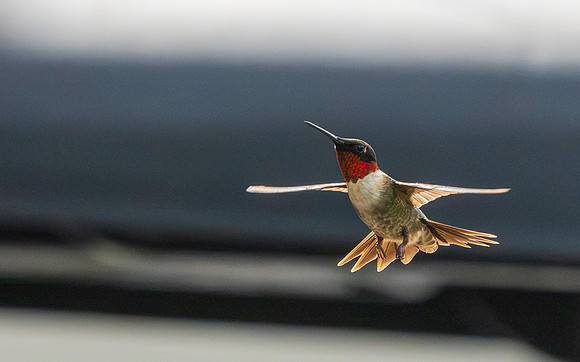 Hummingbird Migration 9-2026_MAK2946