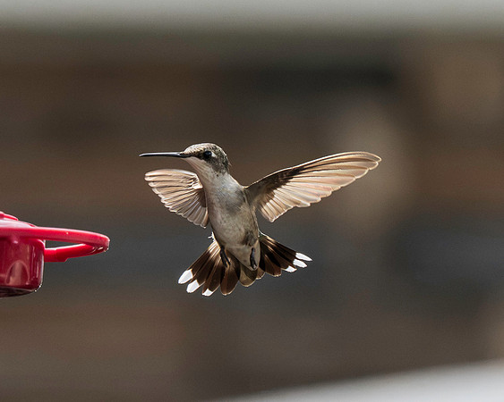 Hummingbird Migration 9-2026_MAK3017