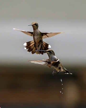 Hummingbird Migration 9-2026_MAK3035