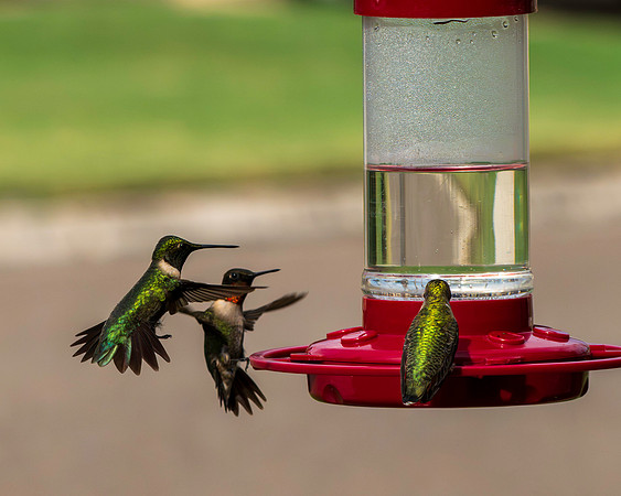 Hummingbird Migration 9-2026_MAK3119
