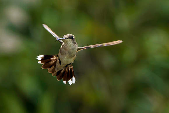 Hummingbird Migration 9-2026_MAK2855