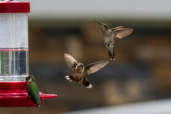 Hummingbird Migration 9-2026_MAK2779
