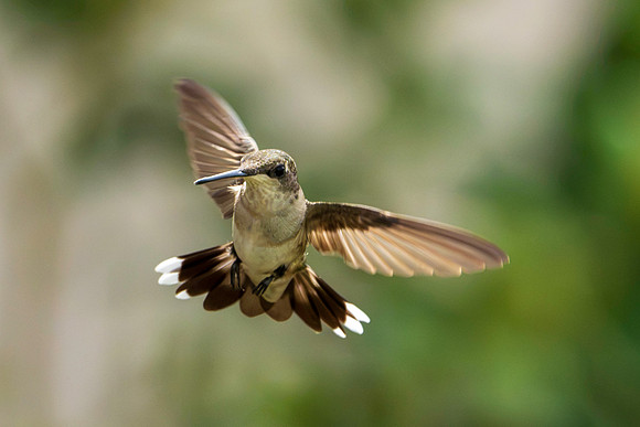 Hummingbird Migration 9-2026_MAK2843