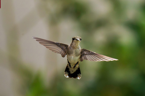 Hummingbird Migration 9-2026_MAK2842