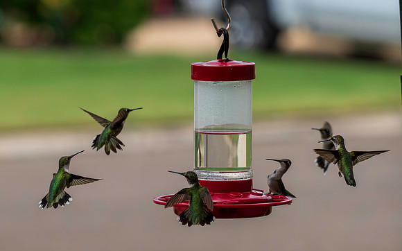 Hummingbird Migration 9-2026_MAK2535