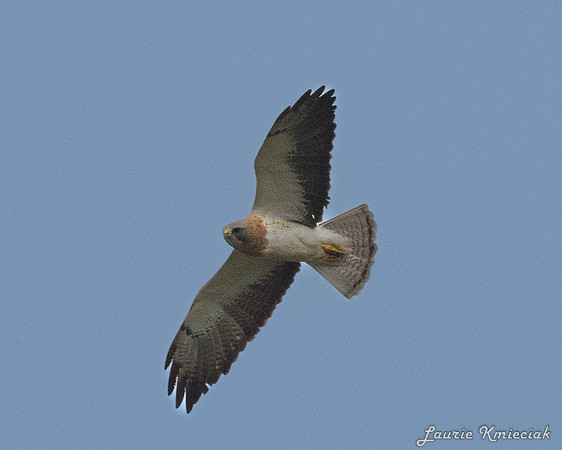 RGV-LAK_6524