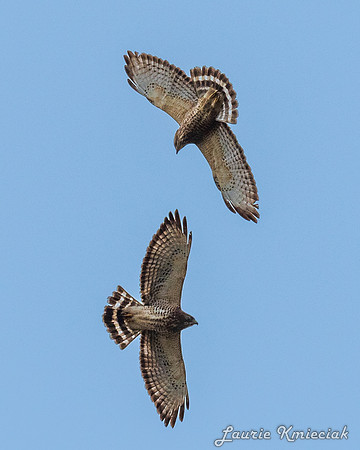 RGV-LAK_6717