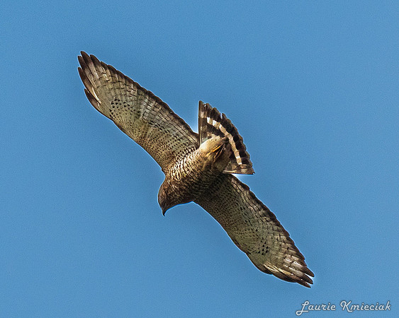 RGV-LAK_6756