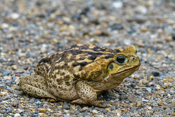 RGV-LAK_5324